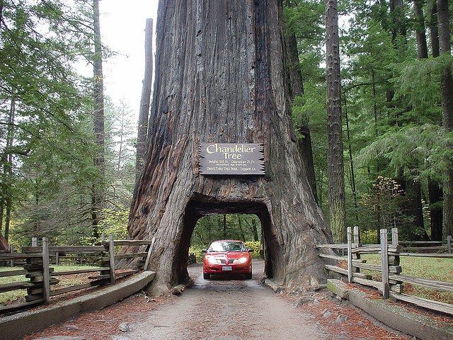 Chandelier Tree – cay Redwood