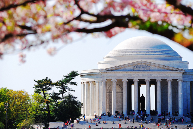 Jefferson Memorial under cherry blossoms