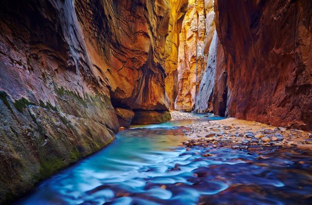 Sunlight reflects off the canyon walls in the Narrows in the Virgin River at Zion National
