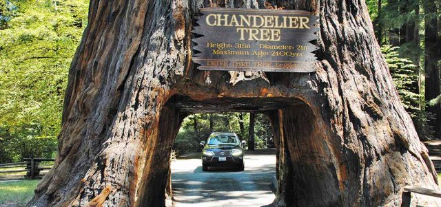The Chandelier Drive-Thru Tree in Leggett, CA