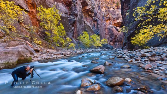 Photographer in the Virgin River Narrows, with flowing water, autumn cottonwood trees and towering red sandstone cliffs.