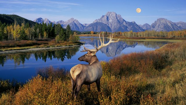 Grand Teton National Park, Wyoming, USA --- Bull Elk Standing on Banks of Snake River