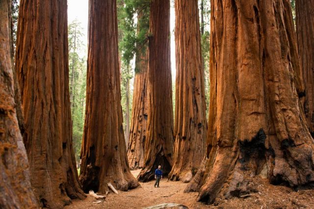 Nếu bạn là người ưa khám phá sinh vật khổng lồ trên thế giới, những cây cù tùng khổng lồ ở đây sẽ thỏa mãn ước muốn đó của bạn. Trong rừng cây cù tùng này có khoảng 500 cây được gán biệt danh “gã khổng lồ “ về kích thước. Ở đây có những cây đã được 3.000 năm tuổi.