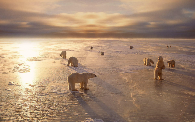 polar-bears-on-hudson-bay-canada