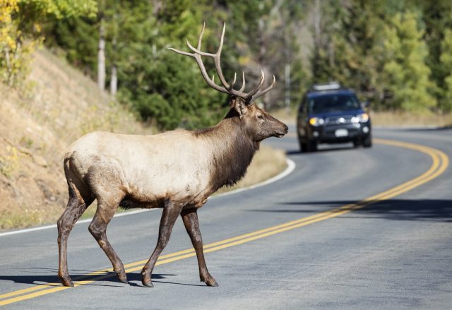 road-danger-deer