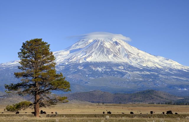 Lone tree and cows grazing under Mount Shasta, California. A small lenticular cloud caps the mountain.