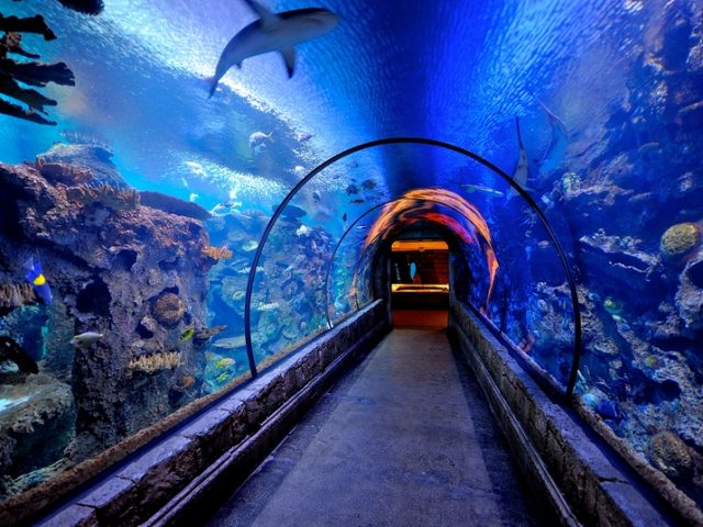 shark-reef-aquarium-at-mandalay-bay