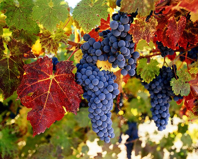 the-colors-of-napa-valley