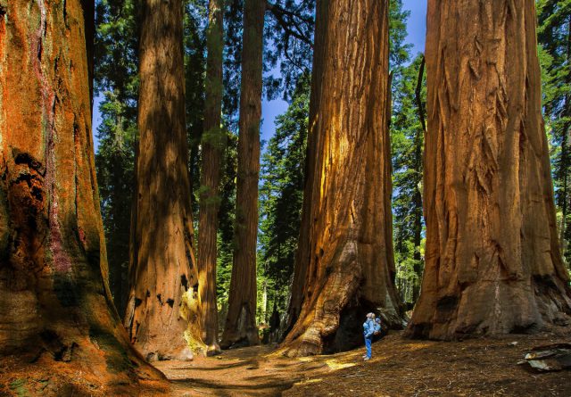 Sequoia National Park 1